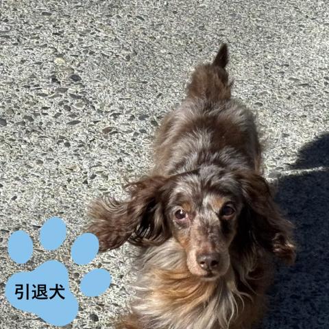 ミニチュアダックスフンド